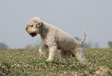 LAGOTTO 083